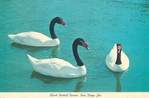 Postcard United States > CA - California > San Diego Zoo Black Necked Swans South America