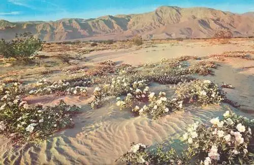 Postcard United States > AZ - Arizona  gardens of the desert unshorn fields