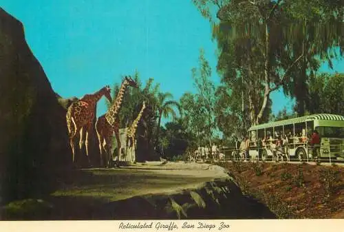 Postcard United States > CA - California > San Diego reticulated giraffe