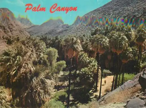 Postcard United States > CA - California > Palm Springs Palm Canyon