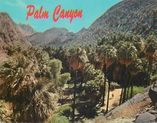 Postcard United States > CA - California > Palm Springs Palm Canyon