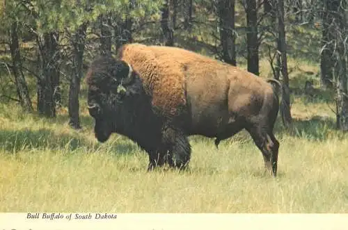 Postcard United States > SD - South Dakota > Bull Buffalo
