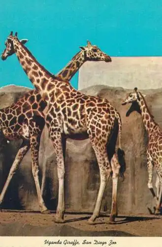 Postcard United States > CA - California > San Diego Zoo Uganda giraffe