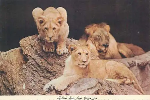Postcard United States > CA - California > San Diego Zoo African Lion