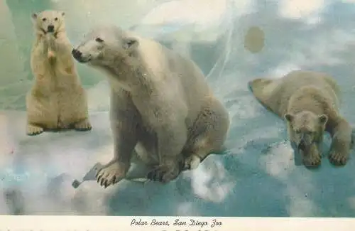 Postcard United States > CA - California > San Diego Zoo Polar bears