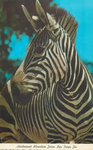 Postcard United States > CA - California > San Diego Zoo Hartmann's mountain zebra