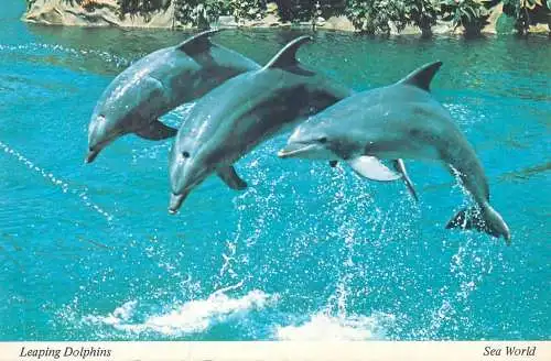 Postcard United States > CA - California > San Diego Sea World Leaping Dolphins