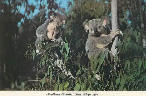 Postcard United States > CA - California > San Diego Zoo Northern Koalas