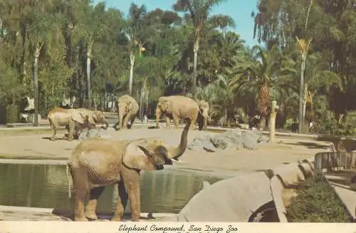 Postcard United States > CA - California > San Diego Zoo Elephant compound