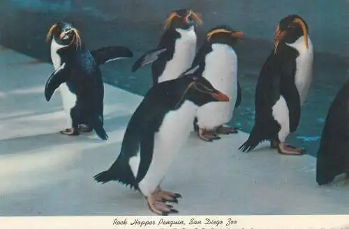 Postcard United States > CA - California > San Diego Zoo Rock Hopper penguin
