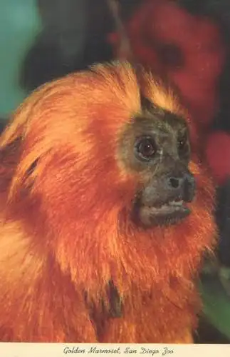 Postcard United States > CA - California > San Diego Zoo Golden Marmoset