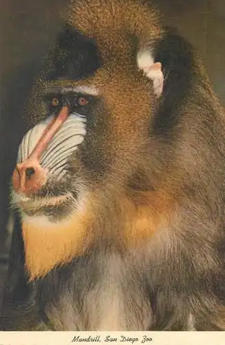 Postcard United States > CA - California > San Diego Zoo Mandrill