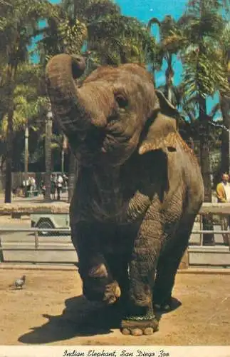 Postcard United States > CA - California > San Diego Zoo Indian Elephant