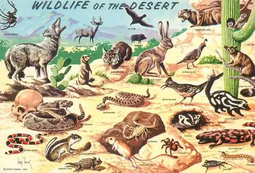 Postcard United States > AZ - Arizona > Phoenix wild life in Southwestern desert