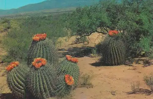 Postcard United States > AZ Southern Arizona Barrel Cactus on the desert