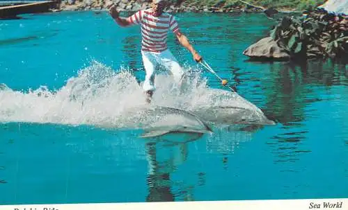 Postcard United States > CA - California San Diego dolphin tamer