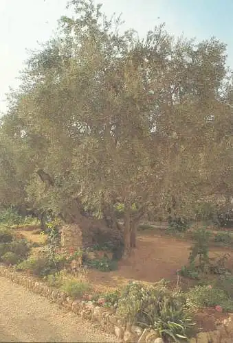 Postcard Israel Jerusalem garden of Gethsemane