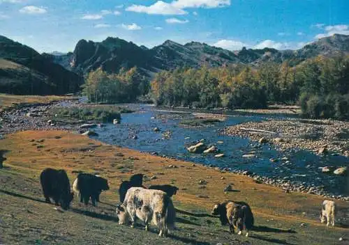 Mongolia Bogdyn Gol river Zabhan Aimak picturesque natural landscape buffalos
