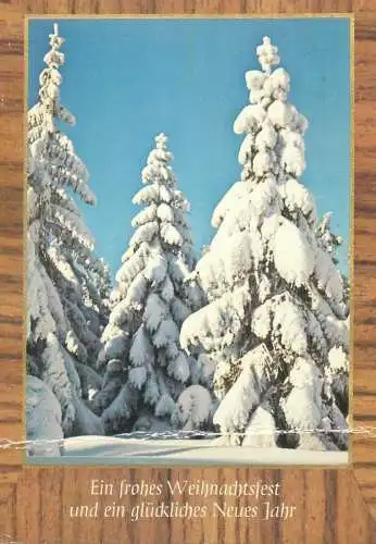 Winter Holiday greetings snow-covered fir trees forest detail view