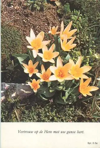 Flowers Flora water lily tulip