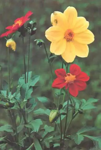 Colourful garden flowers detail view