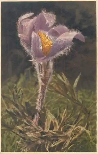 Postcard flower anemone montana Berg Kuchenschelle 1940