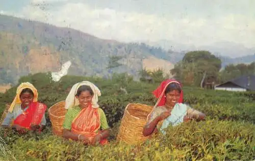 Postcard Sri Lanka (Ceylon) tea pluckers native ethnic