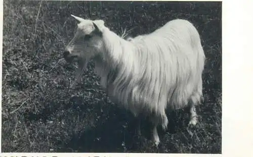 Postcard animals goat
