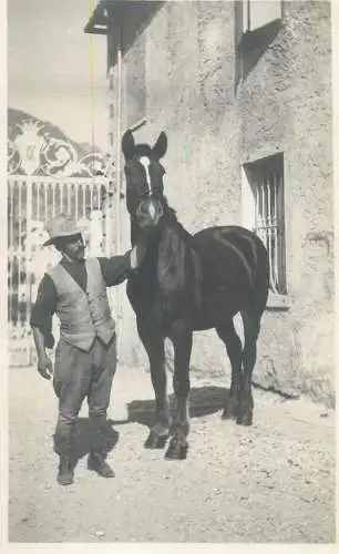 Foto ca. 8 x 13 cm horse cheval Pferde