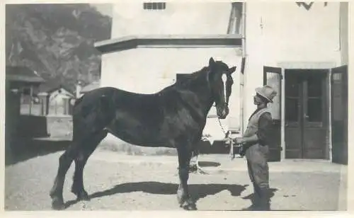 Photo ca. 8 x 13 cm horse cheval Pferde