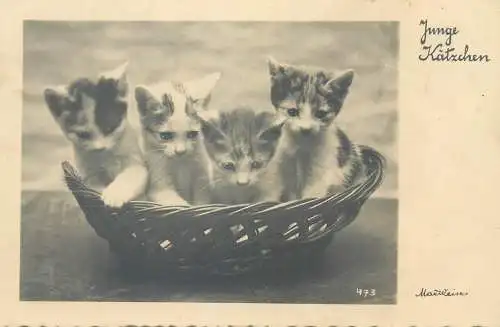 Postcard animal cats in a bowl