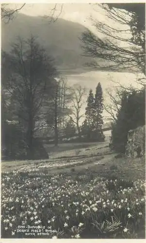 Postcard UK England Rydal Dora's field daffodils