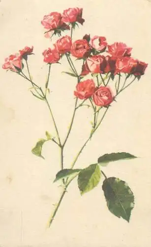 Roses flower bouquet Gonda Zsuzsa drawing