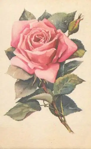 Rose flower Stremnitzer Konradne drawing