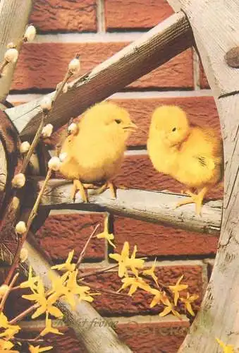 Postcard greetings card Germany Easter chicks on a branch 1986