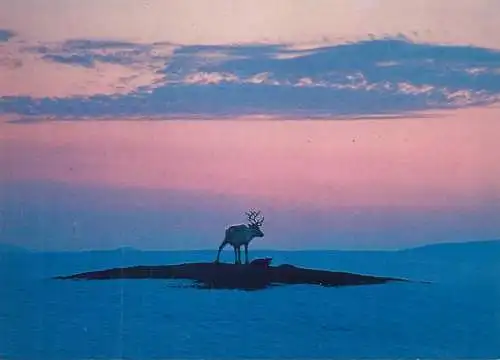 Postcard Finland Lapland moose