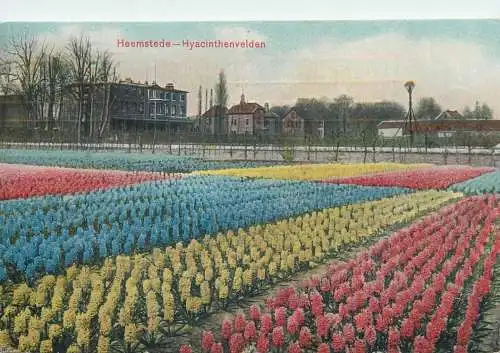 Postcard Netherlands Heemstede Hyacinthenvelden