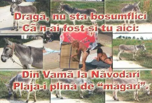 Comic funny littoral types and scenes donkeys