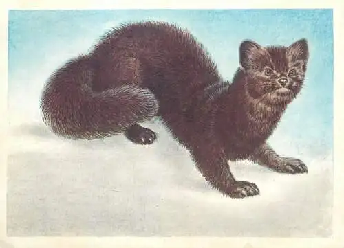Marten animal type photo