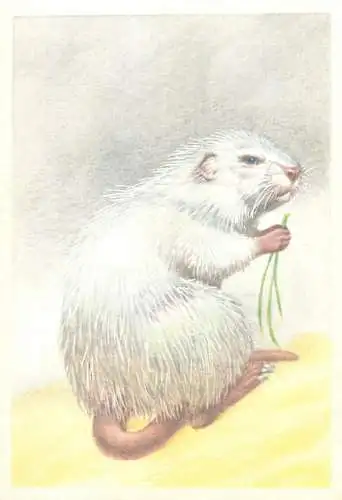 small rodent animal type photo