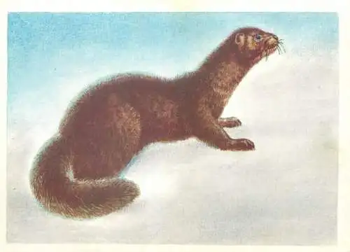 Mink animal picture