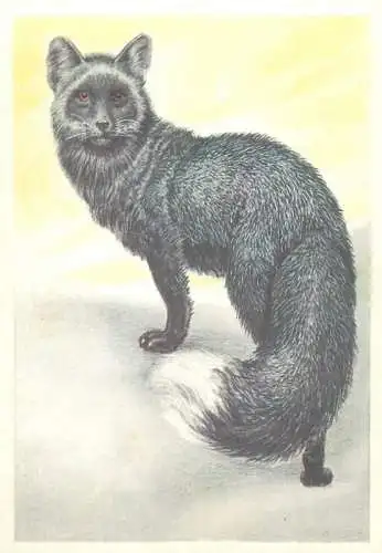 Fox picture