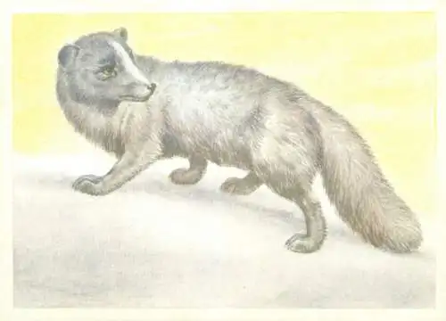 Arctic Fox Alopex lagopus