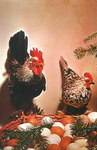 Rooster and Hen poultry