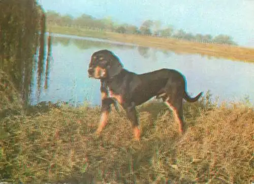 Hound dog breed