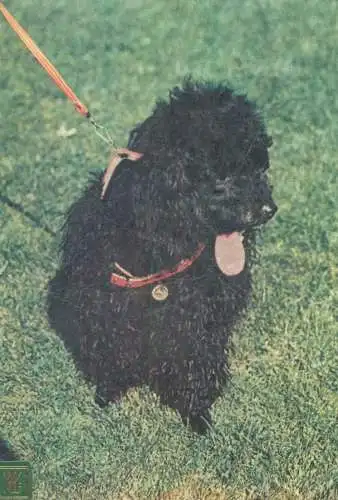 Caniche dog breed