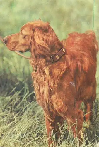 Irish Setter dog breed