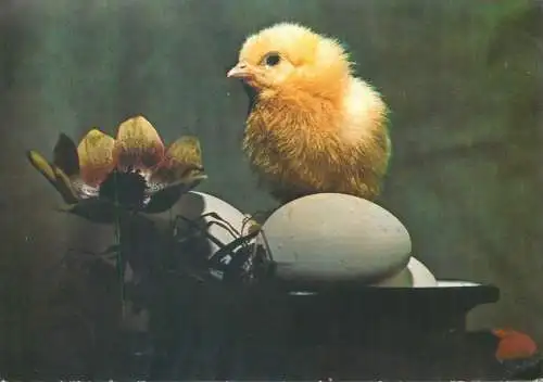 Easter greetings eggs chicken poultry decorative flower ornament