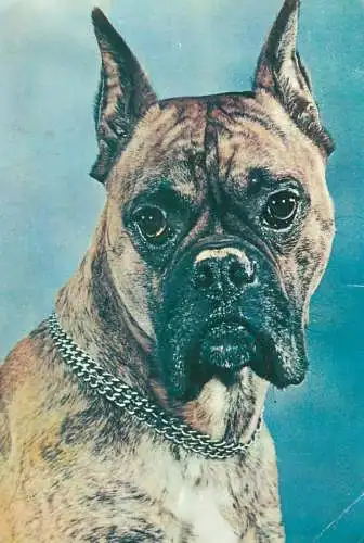Boxer dog breed picture