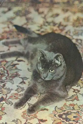 Black-haired cat photo